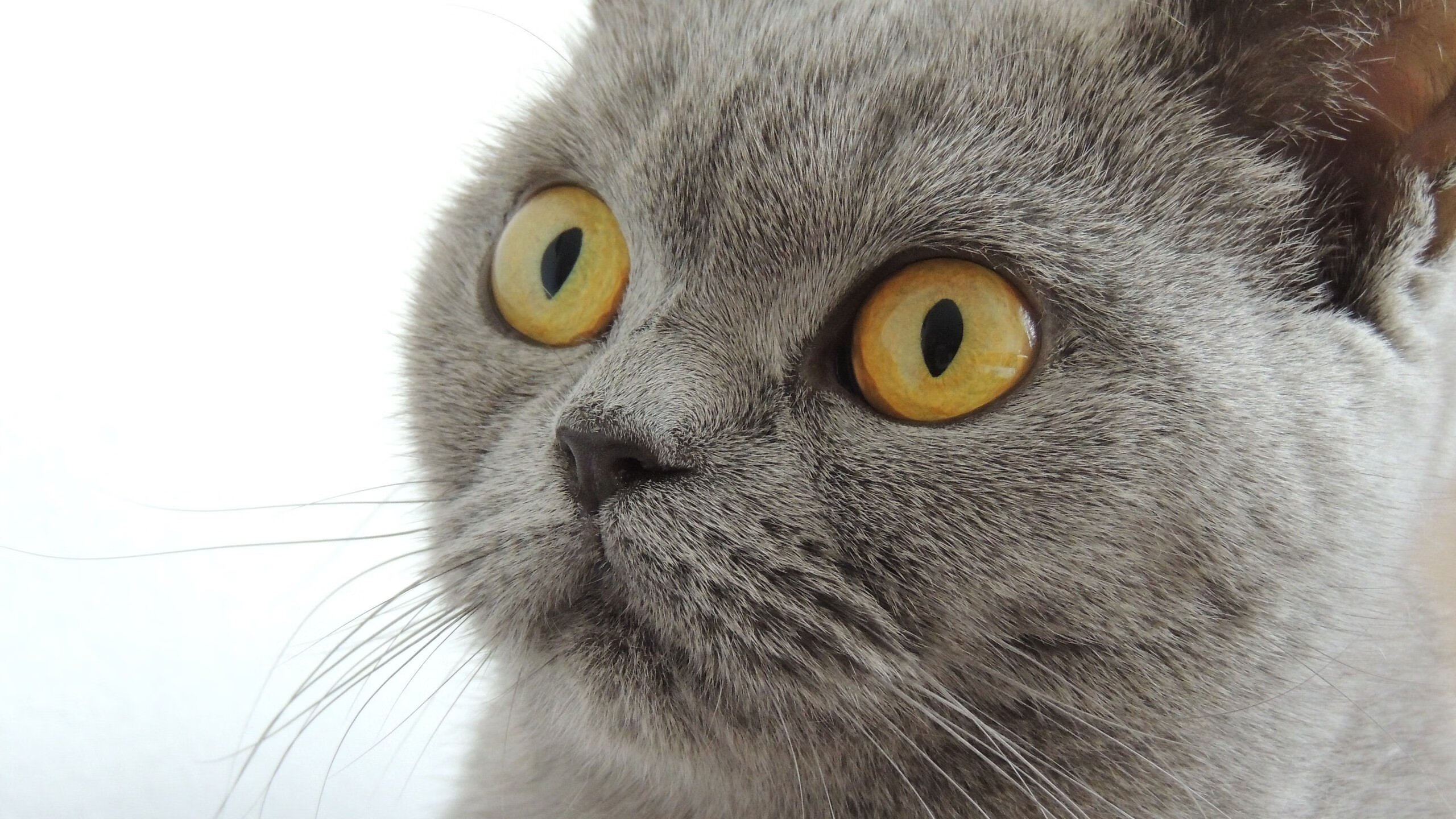 开云APP-跨界风暴，欧冠半决赛焦点战，吉林队强压76人启示录