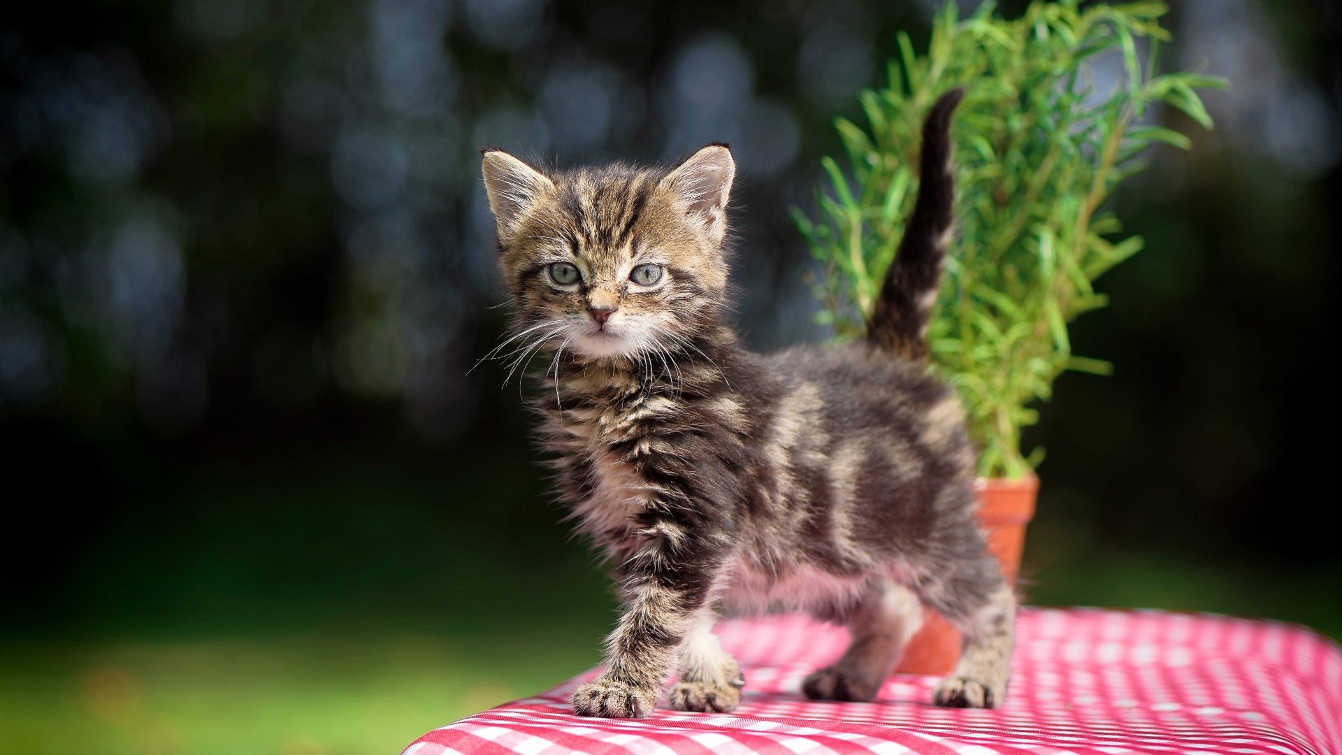 开云体育app-福克斯末节封神!凯尔特人险胜雷霆,大场面先生再献关键表演