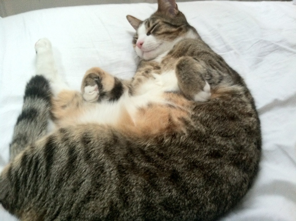 开云APP-尤文硬仗力克美国劲旅，迪马利亚绝杀闪耀成关键先生