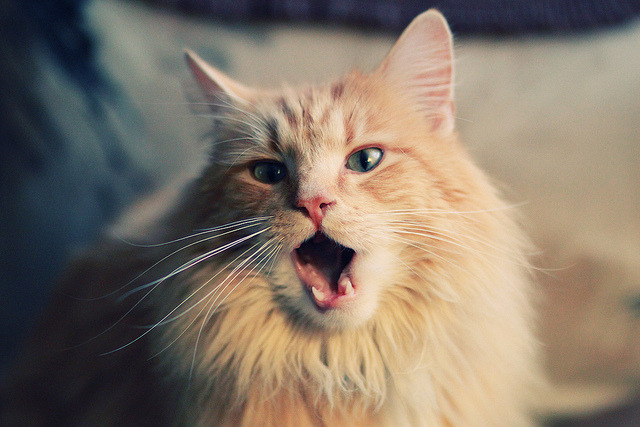 尤文硬仗力克美国劲旅，迪马利亚绝杀闪耀成关键先生