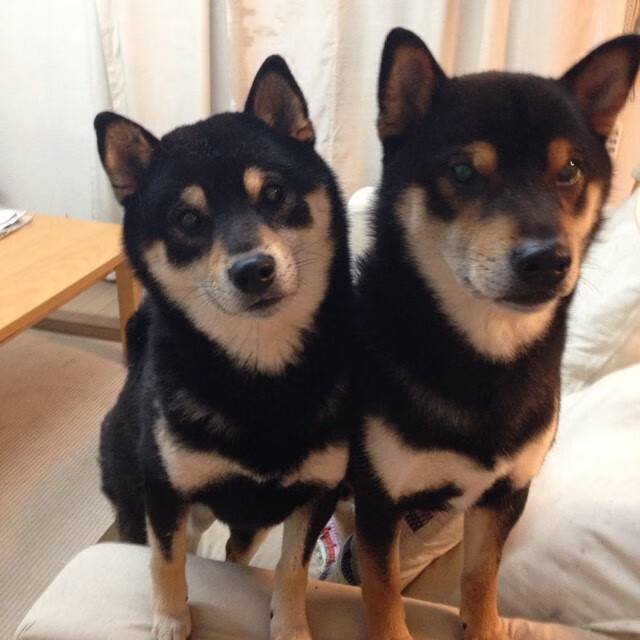 开云官网-山西队上演惊天逆转,恩比德狂轰49分25板刷新纪录