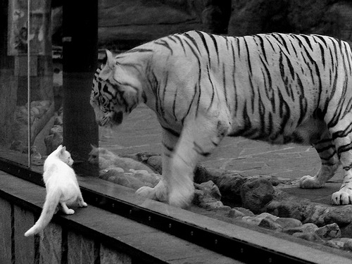 开云体育平台APP-铁骨与星空,班凯罗在无声处听惊雷