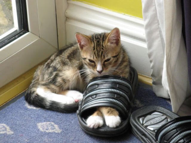 开云平台-篮网军团的铁壁围城,戈贝尔如何成为终结湖人的关键先生