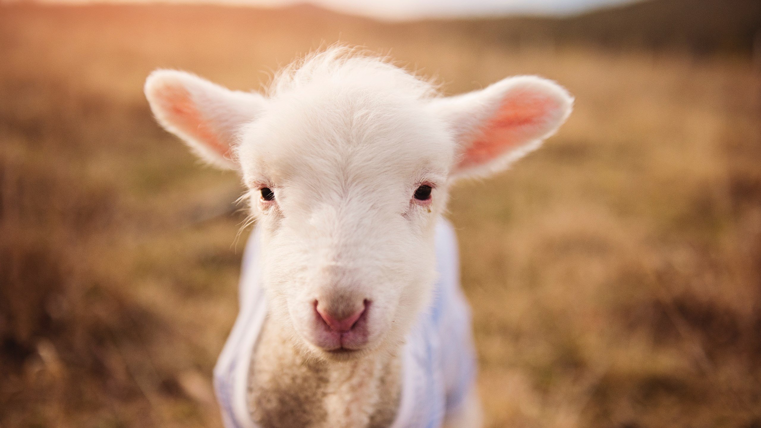 东契奇狂飙73分上演生涯之夜 辽宁男篮全面开花击溃吉林