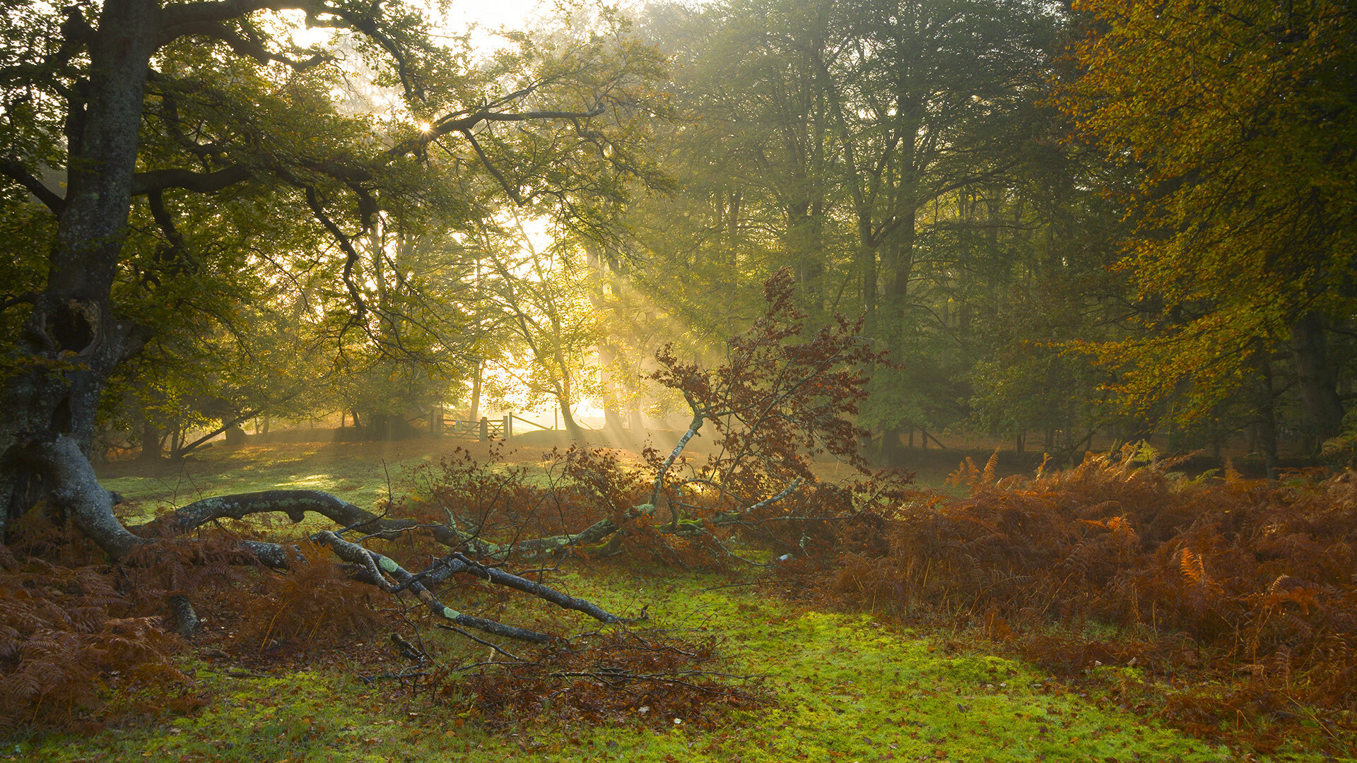 开云体育入口-三分箭雨下的统治艺术，布克如何用40分血洗广厦铁壁防线