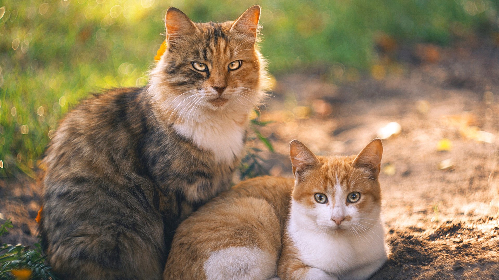 灯火璀璨美加墨，一剑霜寒十四州，利拉德世界杯之夜铸就传奇里程碑