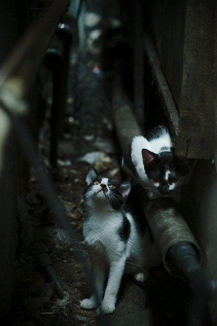 冷静的叹息墙与坚韧的东方之师，库尔图瓦爆发，中国稳稳拿下皇家社会