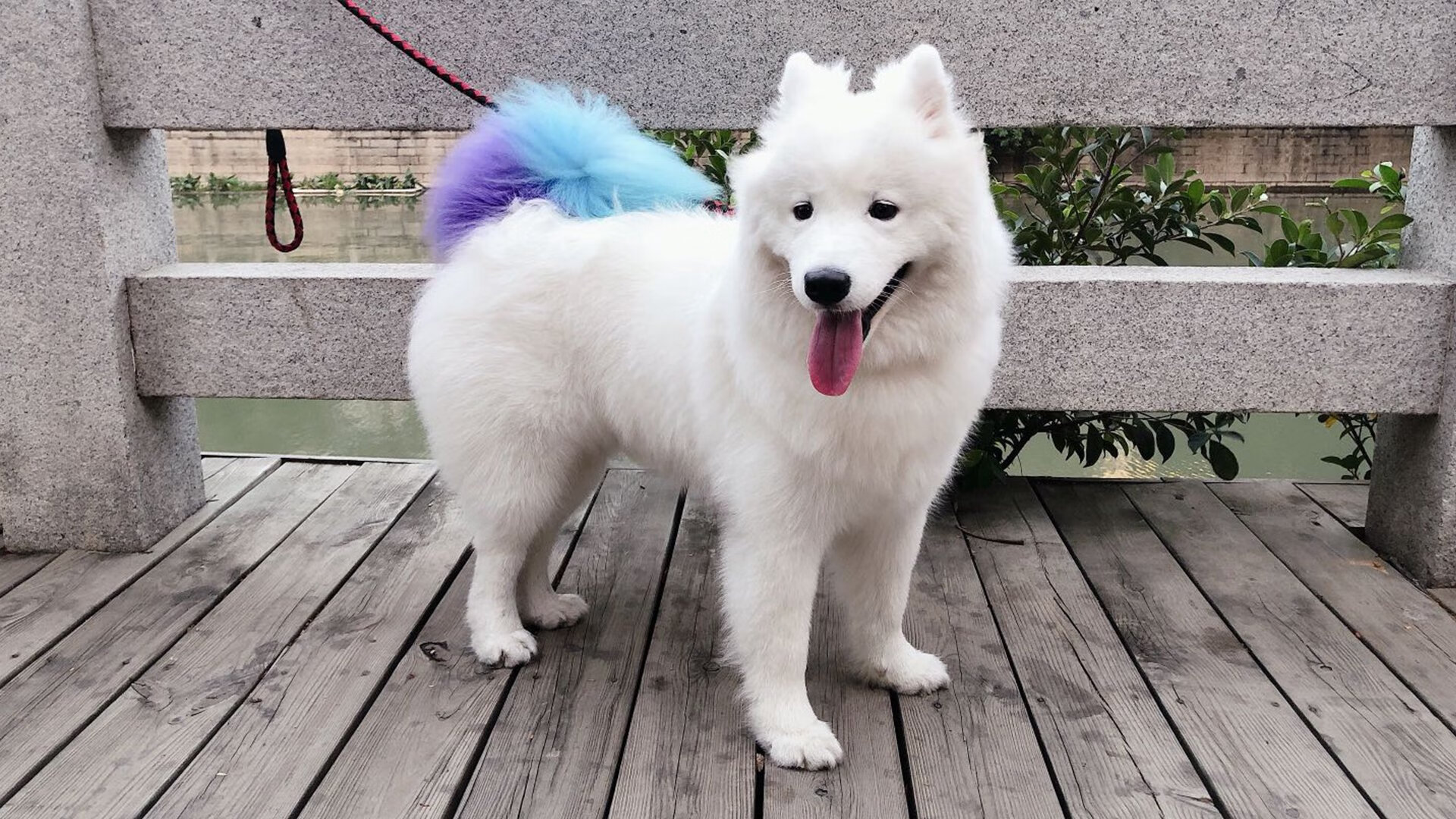 星空下的猎手，杰伦·格林，舞台越大越强